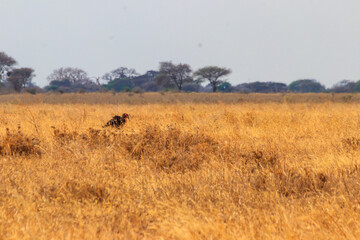 Fototapeta na wymiar Southern Ground hornbill (Bucorvus leadbeateri) in dry grass in Tarangire national park, Tanzania