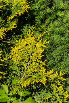 Branch of western thuja Thuja occidentalis Aurea with yellow-green leaves blurred background of evergreens. Close-up. Nature concept for design. Texture of leaves as background. Selective focus.