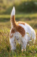Tail and backside of a smelling funny jack russell terrier dog in the summer meadow grass