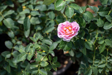 Photo of rose in park. Blurred background.