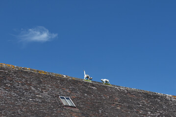 Oiseaux sur le toit
