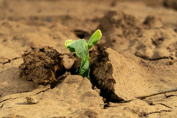 Sprout growing from cracked dry soil as a symbol of strength of nature and ecology. Concept of hope and new life.