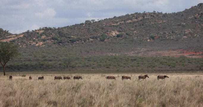 A zebra family walks in the savannah of Tsavo East