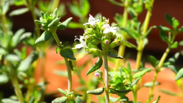 Thyme medicinal plant and spice, fresh green herb with flower