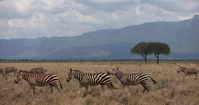 A zebra family walks in the savannah of Tsavo East