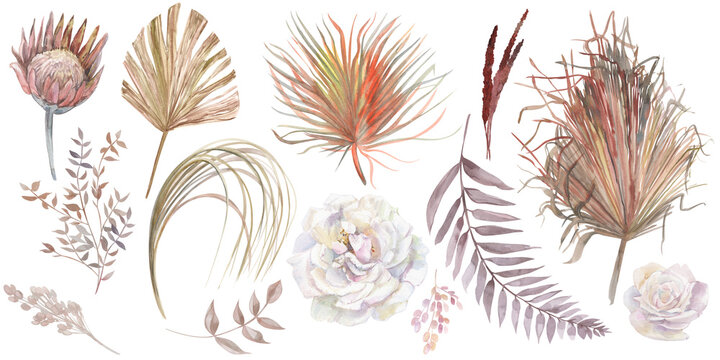 Watercolor Collection Of Dried Flowers From Herbs And Flowers Of Protea And Rose