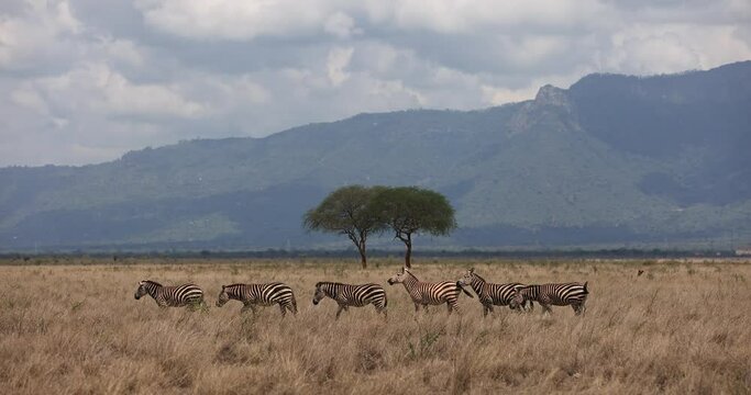 A zebra family walks in the savannah of Tsavo East
