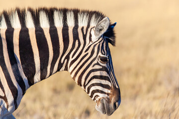 Zebra portrait in the desert
