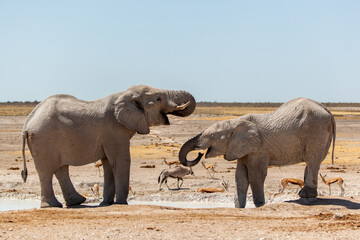 Two elephants drinking water at a waterhole in Etosha