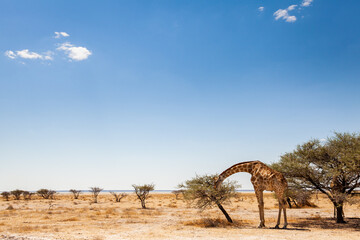 Giraffe eating from an acacia tree