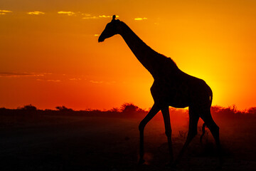 Silhouette of a giraffe at sunset