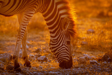 Zebra eating at sunset