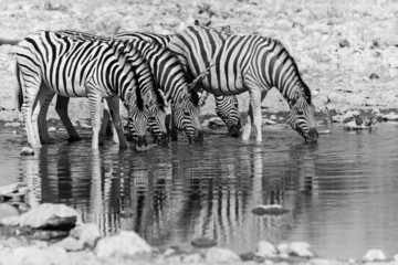 Fototapeta na wymiar Zebras drinking water at a waterhole