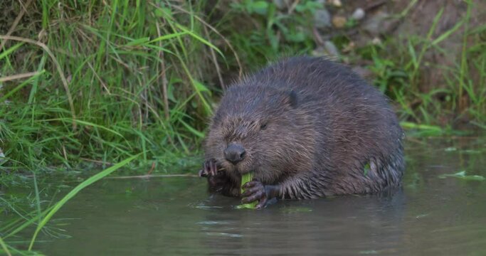 A Eurasian beaver eating in the morning