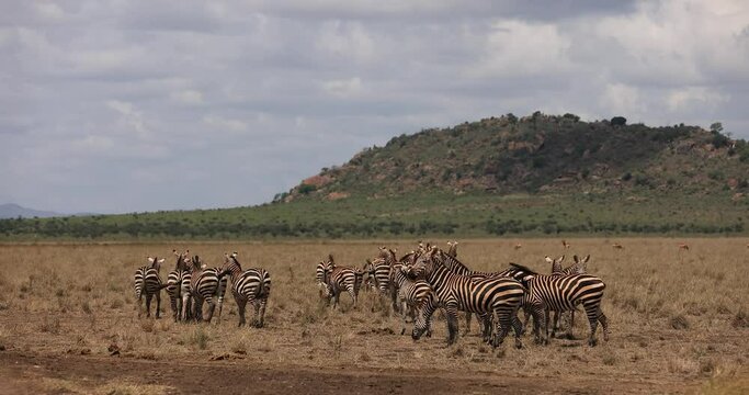 A zebra family walks in the savannah of Tsavo East