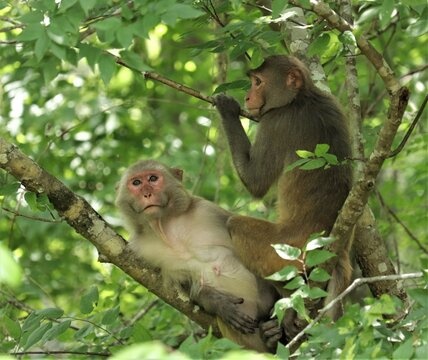 Monkeys In Silver Springs State Park Florida