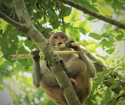 Monkeys In Silver Springs State Park Florida