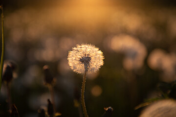 dandelion field with seeds at sunset