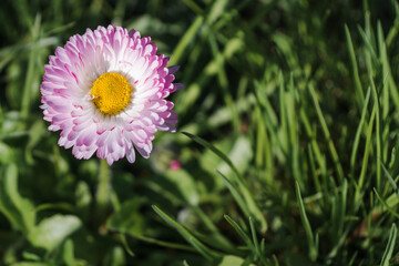 Daisy in the green grass. Daisy (Bellis perennis) head on a green blurred background with space for text © Anna Skliarenko