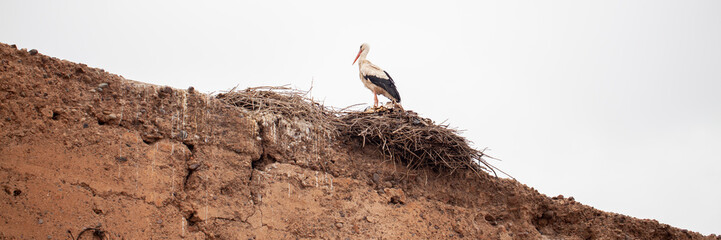 Cigüeña posada en nido en lo alto de un muro - 505387920