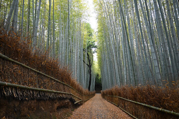 Fototapeta premium 新緑の京都市嵐山の幻想的な竹林の小径04