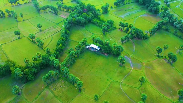 Aerial view of fresh green and yellow rice fields and palmyra trees in Mekong Delta, Tri Ton town, An Giang province, Vietnam. Ta Pa rice field.