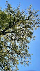 tree in spring