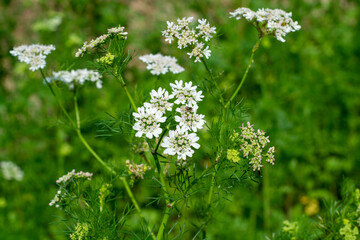 Coriander flowers in the field 