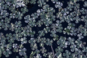 Clover leaves background pattern 