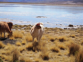 Lama standing in a beautiful South American altiplano landscape