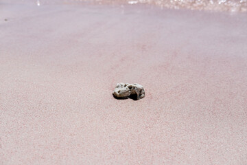 Dead coral at Pink Beach, Komodo National Park