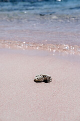 Fototapeta na wymiar Dead coral at Pink Beach, Komodo National Park