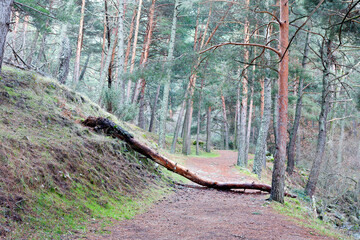 Camino del Hornillo. Madrid. España.