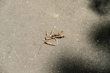 Dry leaf on the ground