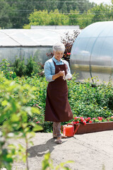 Old happy woman with white hair wearing brown apron smile and stay between greenhouses in her garden.