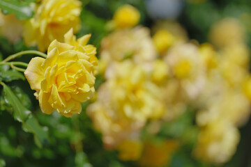 初夏の光と黄色いバラ　与野公園　5月