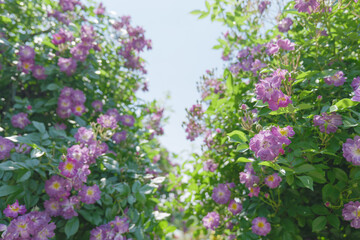 Fototapeta na wymiar 初夏の光と紫色の小さなバラの花々　与野公園　5月