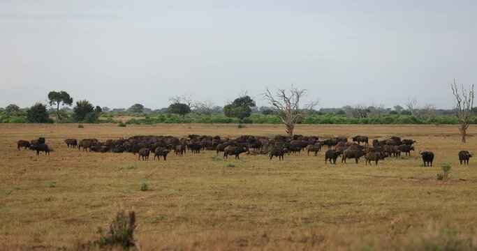 A buffalo family walks in the savannah of Tsavo East