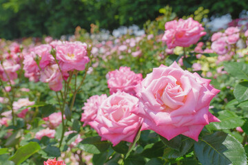 ピンク色の可憐なバラの花　与野公園　5月