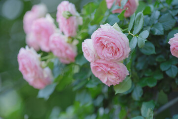 ピンク色の可憐なバラの花　与野公園　5月