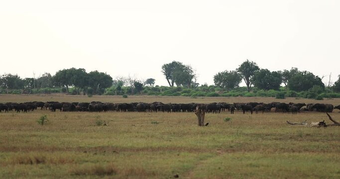 A buffalo family walks in the savannah of Tsavo East