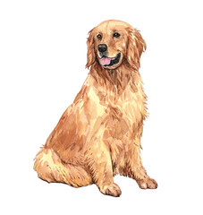 Golden retriever paint. Watercolor hand drawn illustration. Watercolor golden retriever sitting layer path, clipping path isolated on white background.