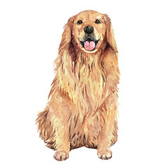 Golden retriever paint. Watercolor hand drawn illustration. Watercolor golden retriever sitting layer path, clipping path isolated on white background.