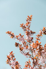 Cherry blossoming branch and blue sky in spring.
