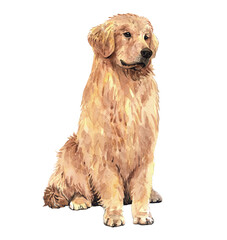 Golden retriever paint. Watercolor hand drawn illustration. Watercolor golden retriever sitting layer path, clipping path isolated on white background.