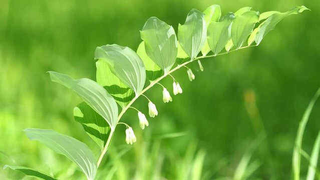 Solomon's seal flower and the sound of forest in spring, Polygonatum multiflorum