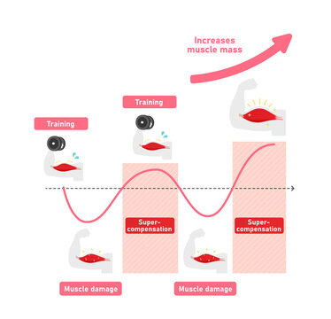 Graph illustration of efficient muscle growth (supercompensation mechanism)