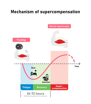 Graph illustration of efficient muscle growth (supercompensation mechanism)
