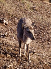 若草山の鹿 07