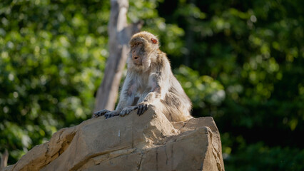 Portrait of a Monkey